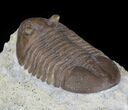 Prone Asaphus Lepidurus Trilobite - Russia #31307-3